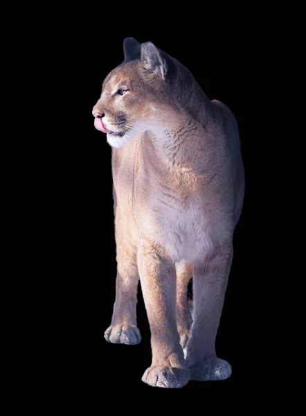 Veszélyes Közelről Elszigetelt Fehér Puma — Stock Fotó