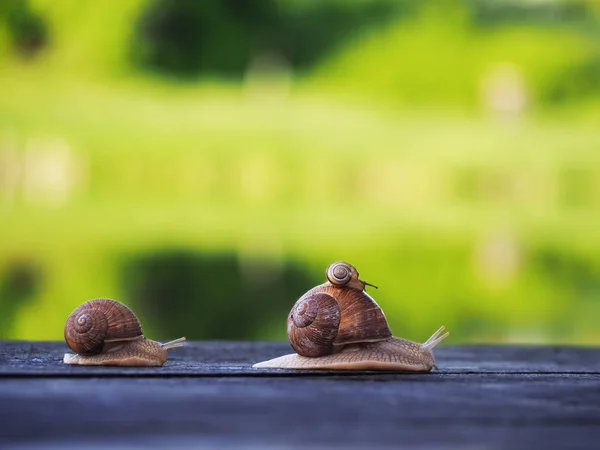 Slak Bruin Groene Backgroud Racen Het Blauwe Bos — Stockfoto