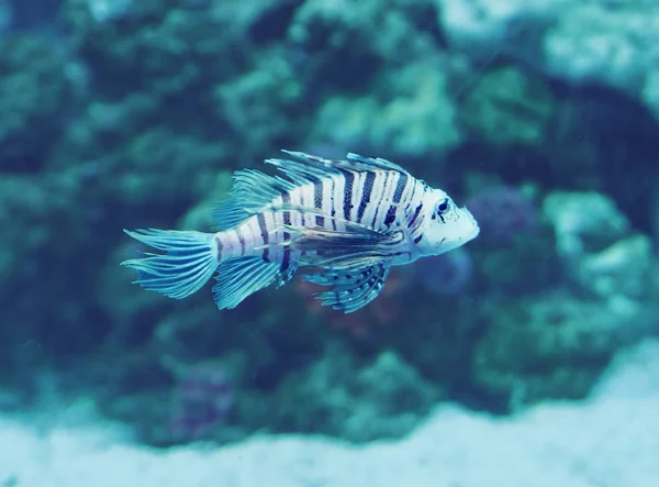 Рыба Pterois Volitans Глубокого Синего Океана Близко — стоковое фото