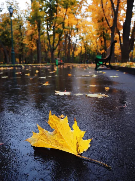 Maple Leaf Bright Colorful — Stock Photo, Image