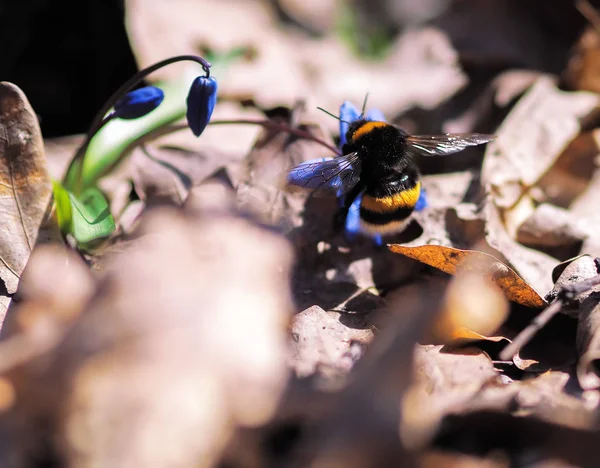 Bahar Kardelen Bumble Bee — Stok fotoğraf