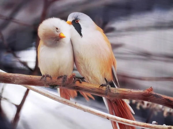 Small Cute White Orange Little Blue Birds Sitting — Stock Photo, Image