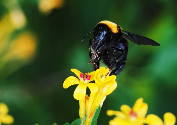 Μεγάλα Κίτρινα Λουλούδια Κήπος Και Νέκταρ Πίνοντας Μέλισσα — Φωτογραφία Αρχείου