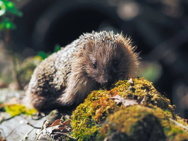 Riccio Che Viaggia Nella Foresta — Foto Stock