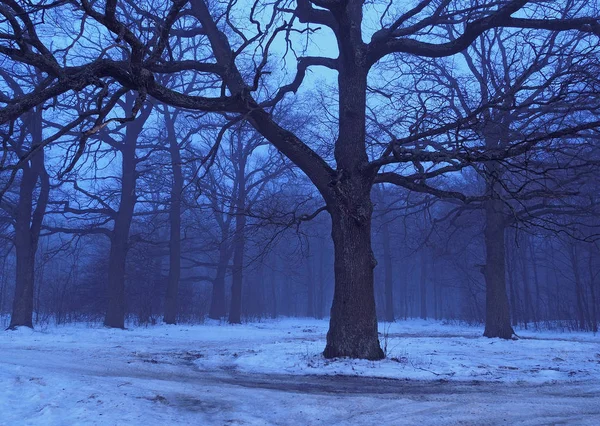Тёмное Туманное Дерево Туманном Вечернем Лесу — стоковое фото