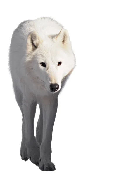 白狼运行在相机隔离在白色 — 图库照片