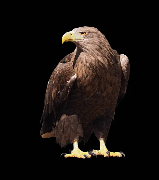 Águila Con Pico Amarillo Aislado Negro — Foto de Stock