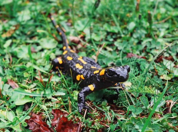 Salamandra Pedra Grama Verde Nas Montanhas Carpatian — Fotografia de Stock