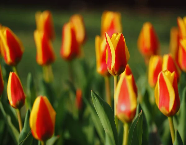 Czerwony Tulipan Żółty Ogrodzie — Zdjęcie stockowe