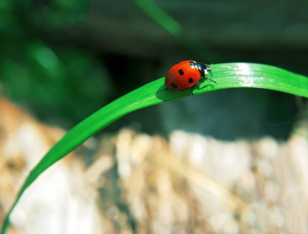 Lady Bug Está Rastejando Até Grama — Fotografia de Stock