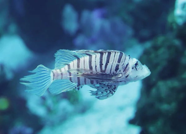 Рыба Pterois Volitans Глубокого Синего Океана Близко — стоковое фото