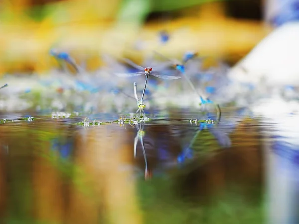 Libélula Volando Sobre Agua —  Fotos de Stock