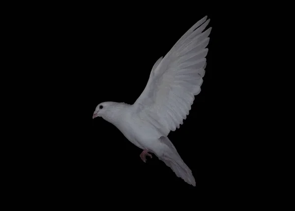 White Dove Profile Isolated Black — Stock Photo, Image