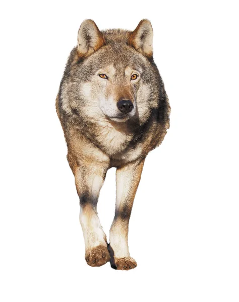 Wolf Steht Grau Voller Größe Niedlich — Stockfoto