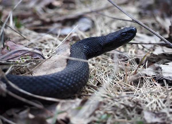 Black snake at the forest