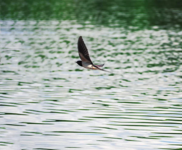 Vlaštovka Letu Nad Jezerem — Stock fotografie