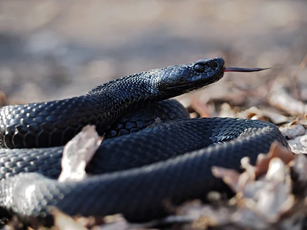 Schwarze Gefährliche Schlange Den Blättern Wald Zusammengerollt Der Kugelzunge Heraus — Stockfoto