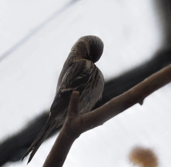 Small Grey Bird Cool Pose — Stock Photo, Image