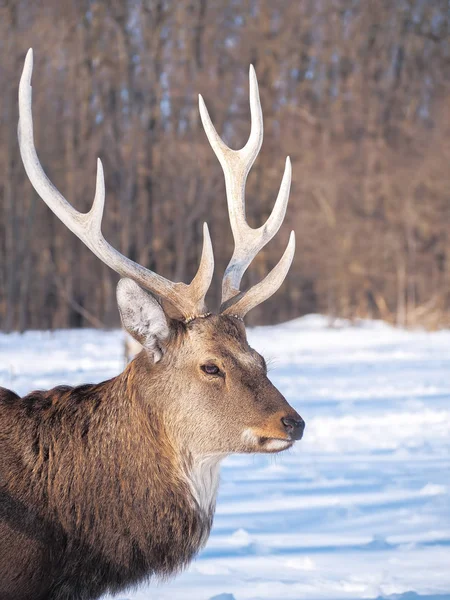 太陽のクローズ アップで雪に覆われた森で鹿 — ストック写真