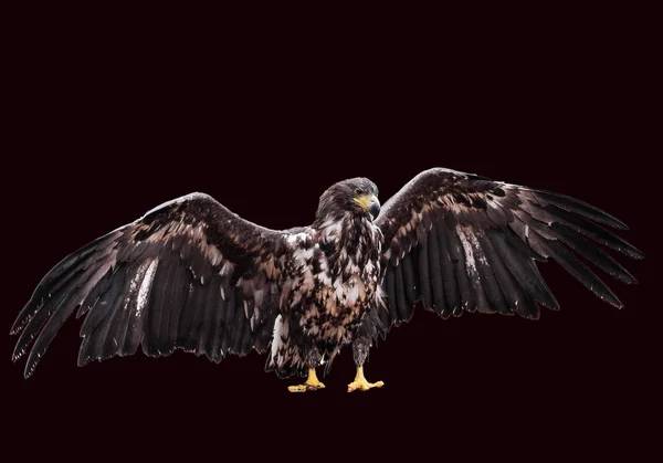 Eagle with opened wings isolated