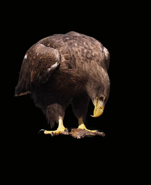 Adler Sieht Frosch Isoliert Auf Schwarz — Stockfoto