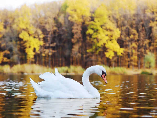 Cisne Branco Suando Belo Lago — Fotografia de Stock