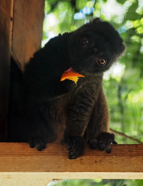 Inwoners Lemur Baby Eten Oranje — Stockfoto