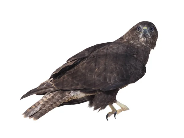 Eagle Bruin Vergadering Geïsoleerd Wit Kijken Camera — Stockfoto