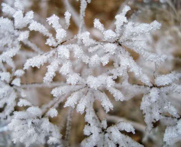 Замороженные Растения Покрытые Снегом Льдом Форме Сердца — стоковое фото