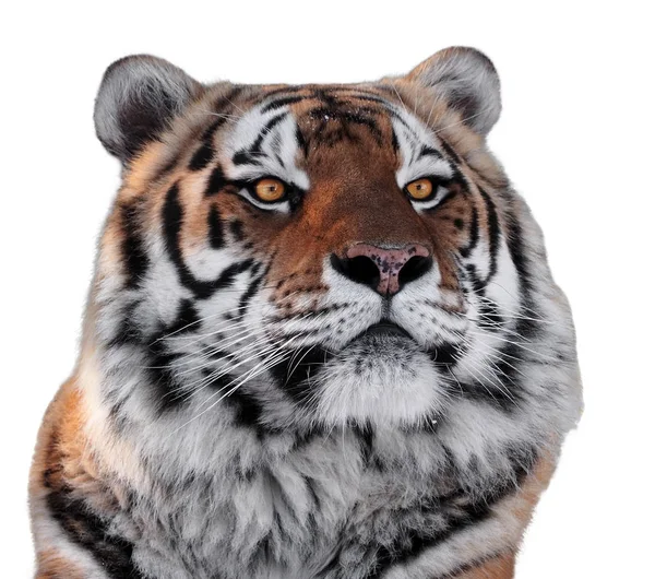 老虎头与黄色眼睛特写被隔绝在白色 — 图库照片