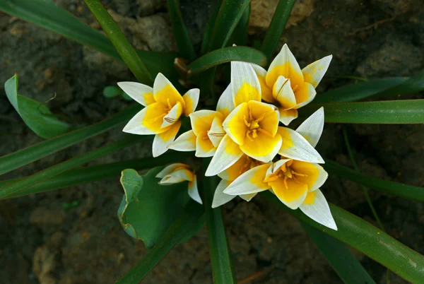 Nap Csokor Felé Sárga Virágok — Stock Fotó