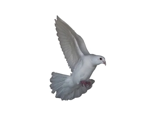 Blanc Dans Pigeon Vol Isolé Vue Blanche Droite — Photo