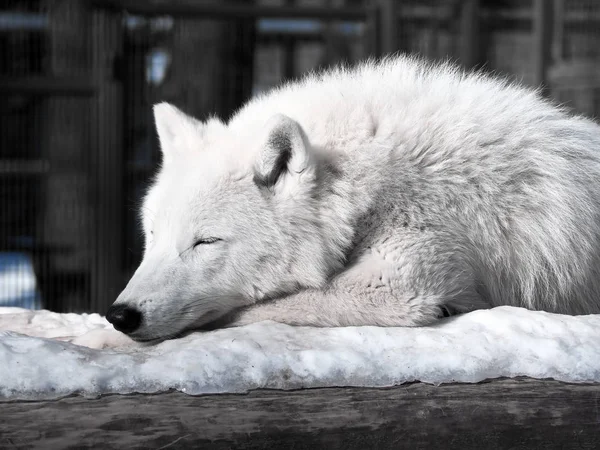 Biały Wilk Śpi Śniegu — Zdjęcie stockowe