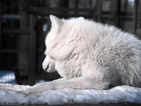 White wolf furry laying at the snow