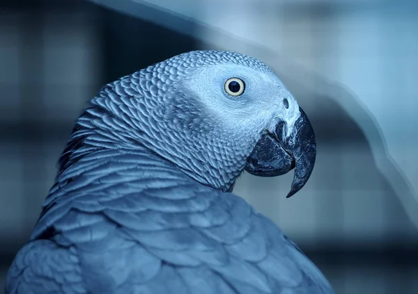 Papagei Psittacus Erithacus Gako Grey Aus Nächster Nähe — Stockfoto