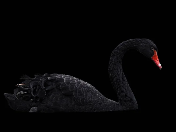 黑天鹅在湖 Sweaming 被隔绝在黑 — 图库照片