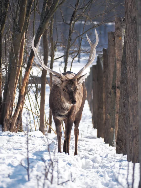 Cervo Nella Foresta Innevata Sole Primo Piano — Foto Stock