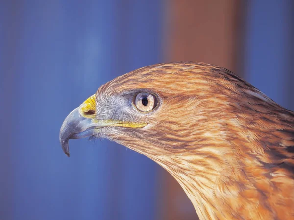 Aquila Marrone Testa Seria Primo Piano — Foto Stock