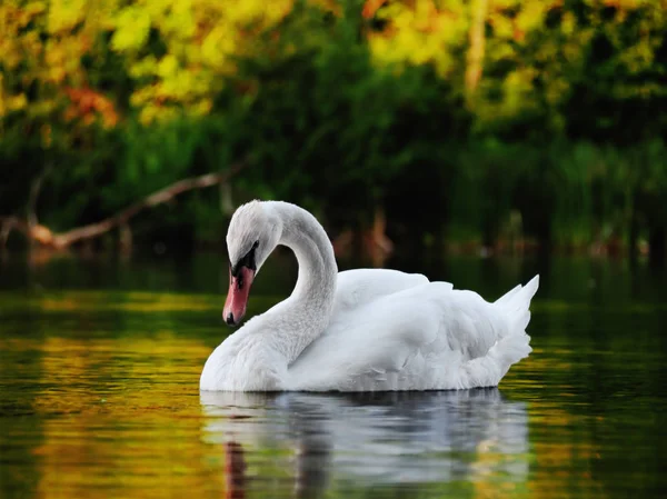 Cisne Branco Suando Belo Lago — Fotografia de Stock