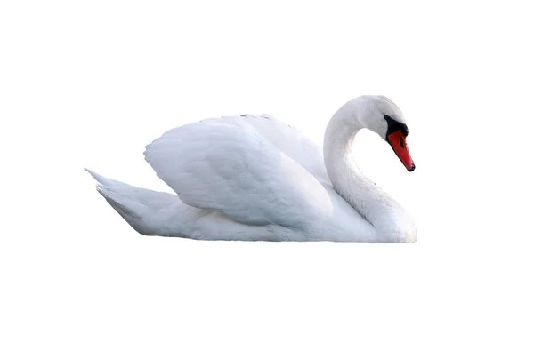 Cisne Branco Jovem Bonito Isolado Branco — Fotografia de Stock