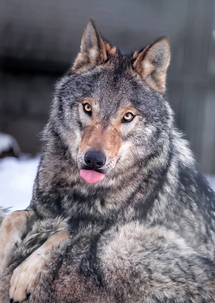 Grijze Wolf Sneeuw Close — Stockfoto