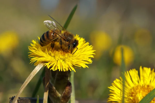 Χαριτωμένο Bee Σχετικά Κίτρινα Λουλούδια — Φωτογραφία Αρχείου