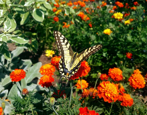 Mariposa Cola Golondrina Flores — Foto de Stock