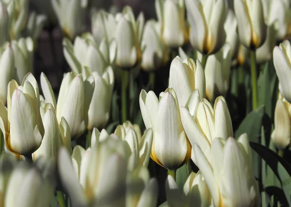 Białe Żółte Tulipany Wielu Zamknięte — Zdjęcie stockowe