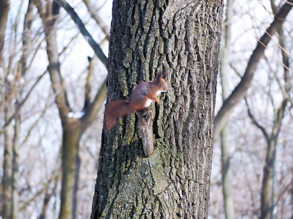 Ekorre Snöiga Skogen — Stockfoto