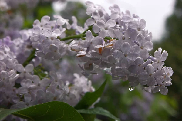 Lilas Après Pluie Avec Eau Dessus — Photo