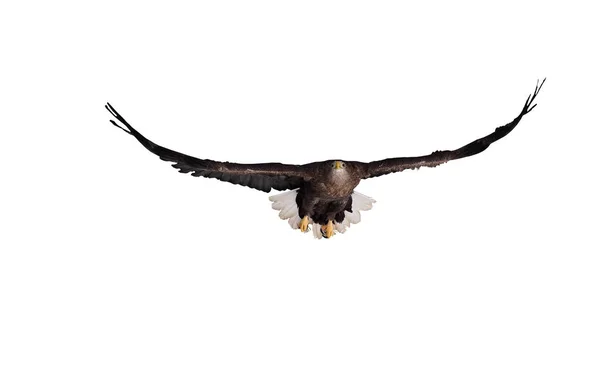 Eagle Brown White Tail Flying Front View Isolated White — Stock Photo, Image