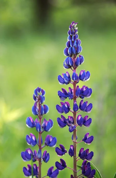 Blumen Zwei Lupinen Blühen Blau Aus Nächster Nähe — Stockfoto