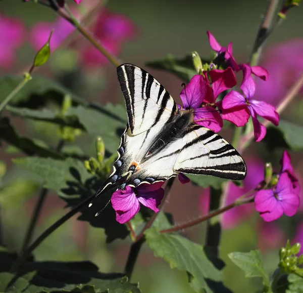 Vlinder Papolio Machaon Paarse Bloem Bloesem — Stockfoto