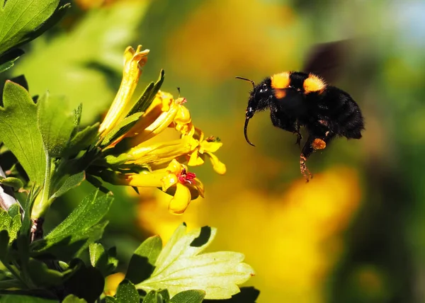 Bumblebee Μεγάλο Πετούν Προς Κίτρινο Λουλούδι Στον Κήπο — Φωτογραφία Αρχείου